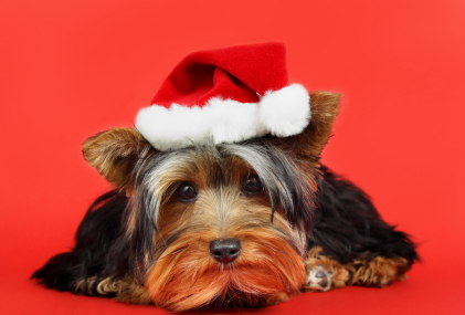 It’s the holiday season . . .